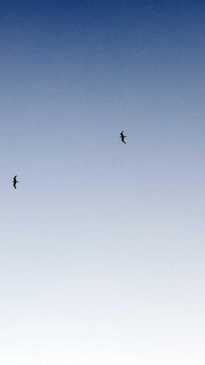 常规seo工具截图5