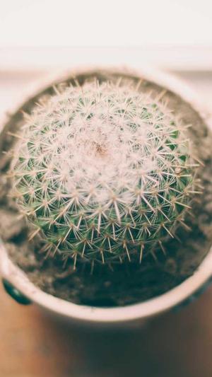 蜘蛛池多少钱一米截图1