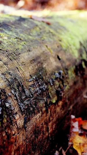 站长SEO工具截图3