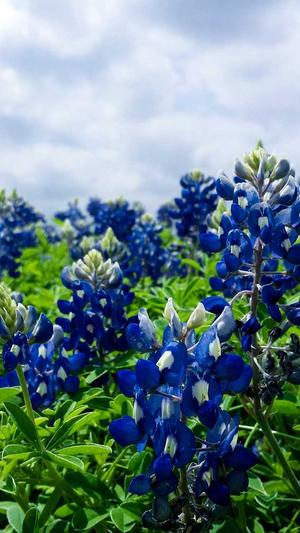 泛目录是什么广告截图1