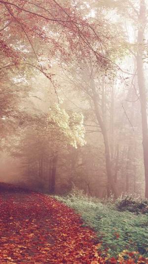 抖音seo工具截图2