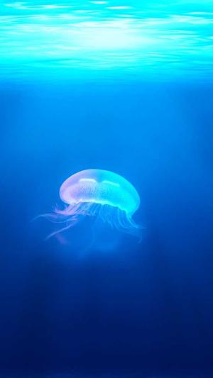 泛目录效果好吗截图1