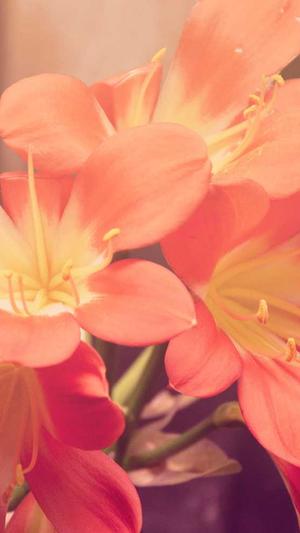 seo蜘蛛池作用截图5