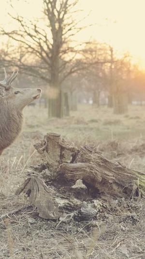 企业网站免费建设截图1
