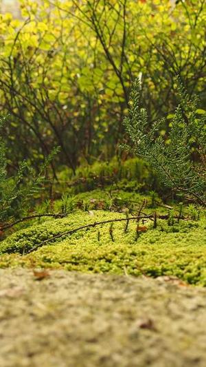 收录蜘蛛池截图2